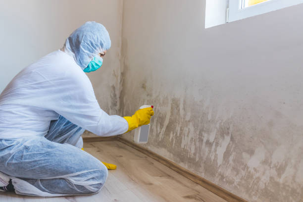 Licensed Mold Cleanup service in Thurmont, MD - WQB Mold Removal
